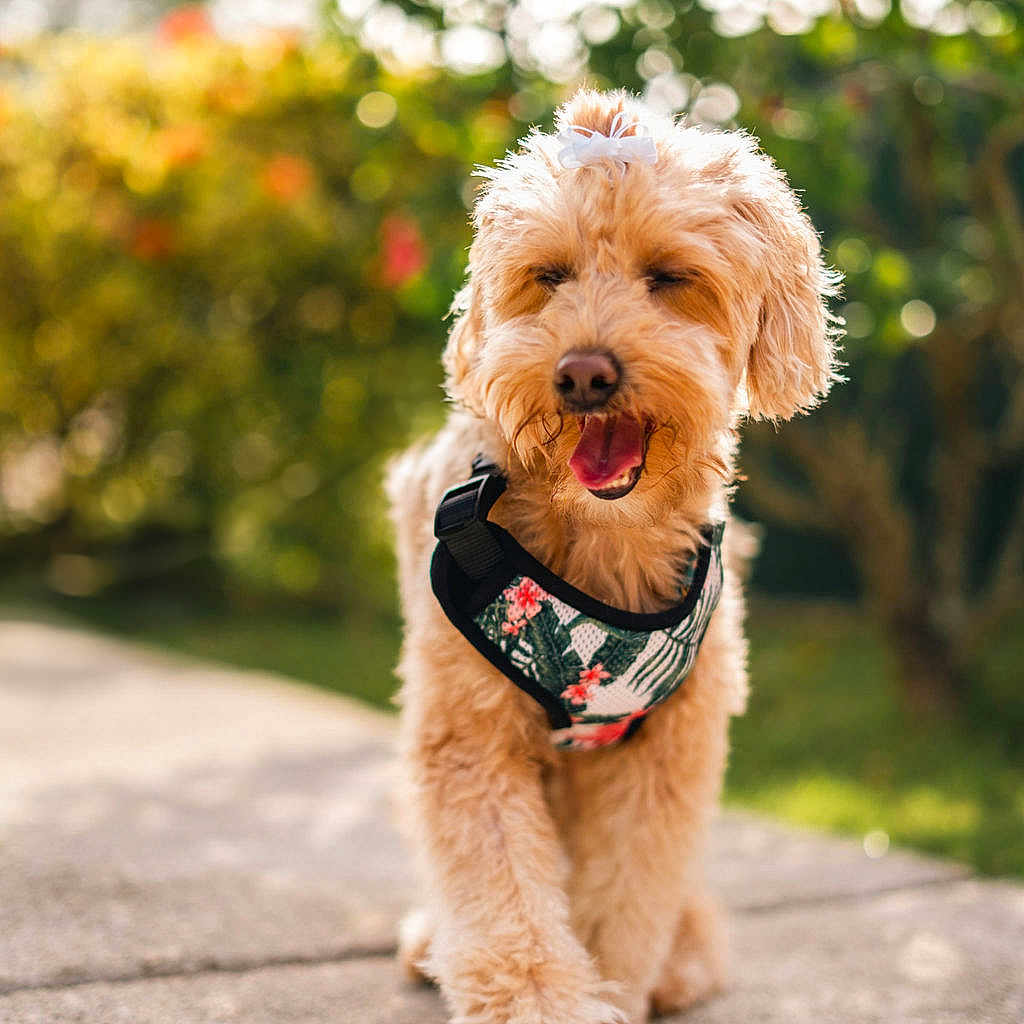 Addie is registered to the contest to win money with this photo: accessories, airedale, animal, bodypart, canine, clothing, dog, formalwear, grass, leash, mouth, person, pet, plant, poodle, puppy, strap, terrier, tie, whitedog