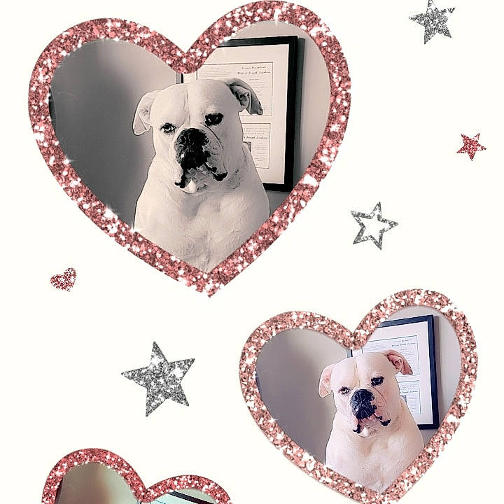 Brooklyn is registered to the contest to win money with this photo: art, carnivore, christmas_ornament, collar, companion_dog, dishware, dog, dog_breed, dog_supply, event, fawn, font, holiday_ornament, ornament, pattern, pink, serveware, toy_dog, white, working_animal