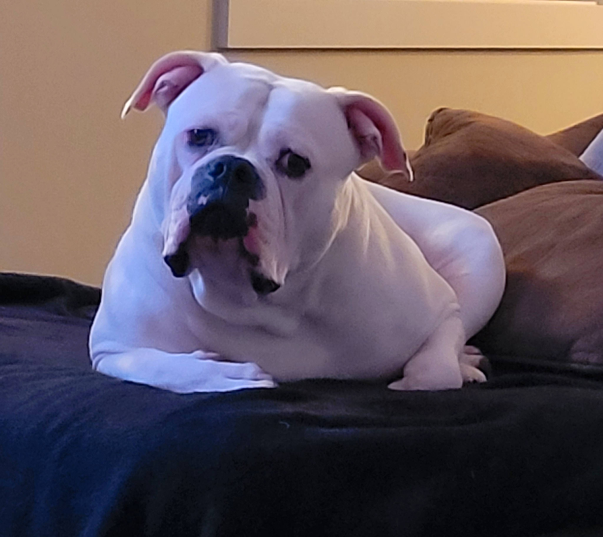 Brooklyn joined the competition — help win amazing prizes! bulldog, canidae, carnivore, collar, comfort, companion_dog, dog, dog_breed, dog_collar, fawn, molosser, paw, puppy_love, snout, sporting_group, toy_dog, whiskers, white_english_bulldog, working_animal, wrinkle