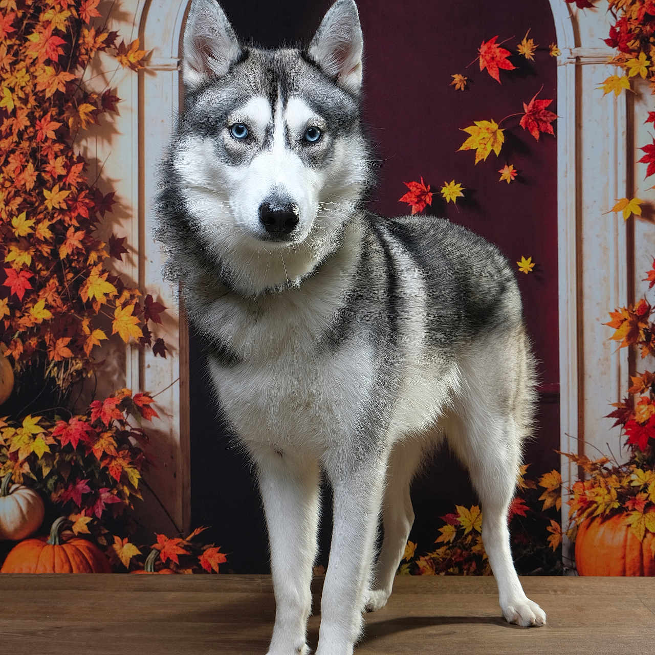 Arya Des Loups a rejoint le concours — aidez-le/la à gagner de superbes lots ! animal, autumn, background, blue_eyes, cute, decor, dog, fall_leaves, fur, indoor, orange, pet, portrait, pumpkin, red, seasonal, siberian_husky, standing, wooden_floor, yellow