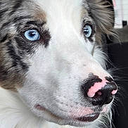 Kingsley joined the competition — help win amazing prizes! dog, close_up, blue_eyes, white_fur, black_fur, pink_nose, portrait, animal, pet, canine, fluffy, face, ears, looking_away, indoor, cute, furry, snout, whiskers, alert