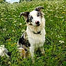 Kingsley joined the competition — help win amazing prizes! dog, blue_eyes, pink_nose, wildflowers, meadow, greenery, nature, outdoor, fluffy, white_fur, black_spots, sitting, curious, head_tilt, collar, grass, plants, summer, animal, pet