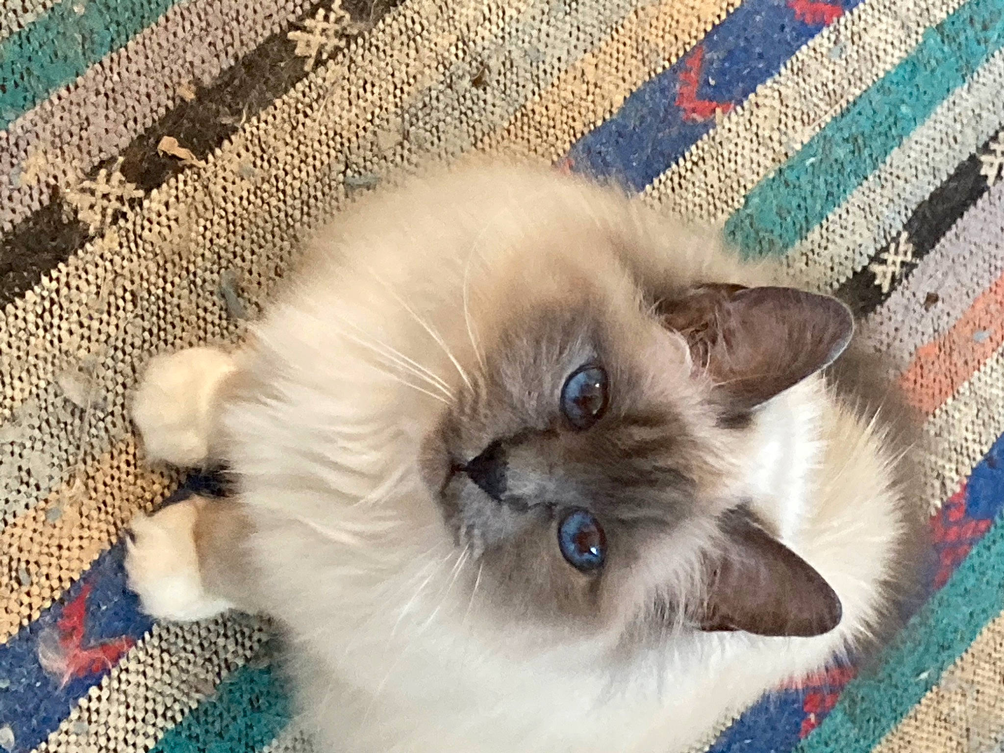 Amy a rejoint le concours — aidez-le/la à gagner de superbes lots ! art, balinese, birman, blue, carnivore, cat, electric_blue, fawn, felidae, flooring, fur, iris, pattern, paw, siamese, small_to_medium_sized_cats, snout, thai, whiskers, woven_fabric