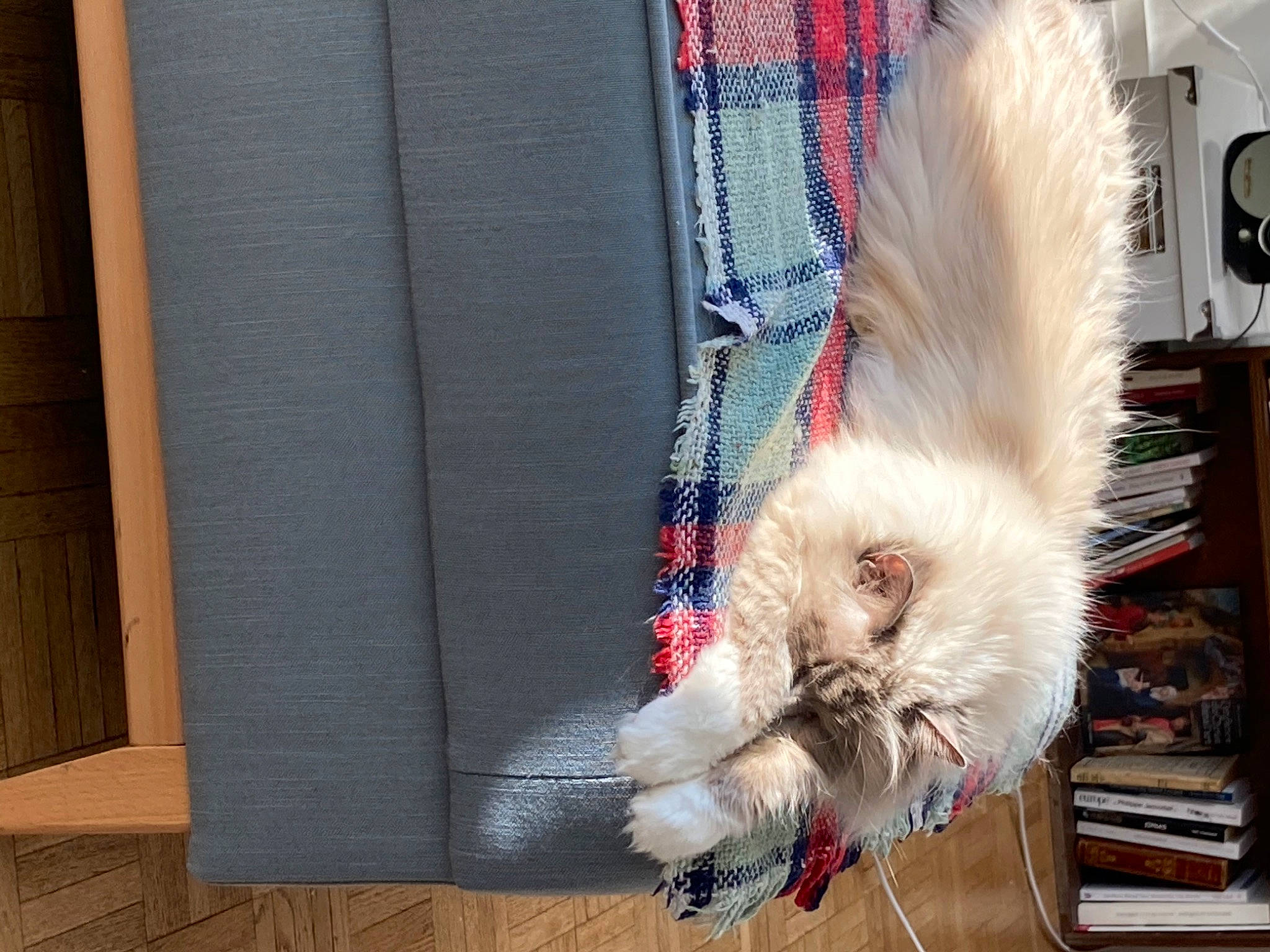 Amy participe au concours pour gagner de l'argent avec cette photo : canidae, carnivore, collar, companion_dog, dog_breed, electric_blue, fawn, feather, felidae, fur, glasses, small_to_medium_sized_cats, snout, sporting_group, sunglasses, tail, toy_dog, whiskers, window, wood