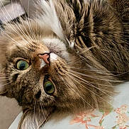 Pudding joined the competition — help win amazing prizes! animal, cat, close_up, cozy, curious, cute, domestic_cat, face, feline, fluffy, fur, green_eyes, indoor, lying_down, pet, portrait, relaxed, soft, tabby, whiskers