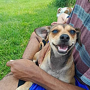 Titus is registered to the contest to win money with this photo: dog, small_dog, happy_dog, pet, person, human_arm, lap, grass, outdoor, smile, teeth, close_up, brown_coat, harness, striped_shirt, shorts, background_dog, park, nature, playful