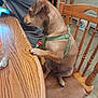 dog, canine, pet, brown_dog, green_harness, chair, wooden_chair, wood_table, table, paw, sitting, indoor, kitchen, person_torso, water_bottle, floor_tile, curious_expression, furniture, household, dining_scene