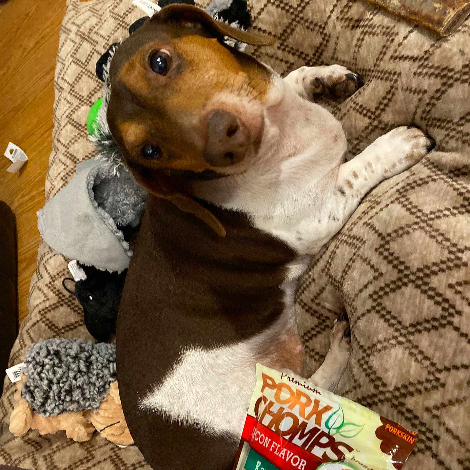 Jw joined the competition — help win amazing prizes! canidae, carnivore, companion_dog, dog, dog_breed, dog_food, dog_supply, fawn, snack, snout