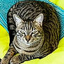 Alf a rejoint le concours — aidez-le/la à gagner de superbes lots ! cat, tabby_cat, pet, feline, animal, resting, yellow_cushion, blue_blanket, striped_fur, indoor, close_up, relaxed, whiskers, ears, paws, fur_pattern, domestic_cat, cute, cozy, portrait