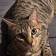 Alf a rejoint le concours — aidez-le/la à gagner de superbes lots ! tabby_cat, cat, pet, animal, feline, striped_fur, whiskers, ears, eyes, lying_down, indoor, close_up, curious, soft_surface, domestic_cat, mammal, cute, resting, portrait, fur