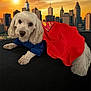 Max is registered to the contest to win money with this photo: dog, white_dog, superhero_costume, cape, city_skyline, sunset, black_surface, pet, animal, cute, costume, fur, outdoor, sky, buildings, urban, portrait, lying_down, adorable, hero