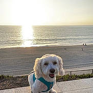Max joined the competition — help win amazing prizes! dog, white_dog, harness, beach, ocean, sunset, water, sand, sky, outdoor, pet, animal, happy, smiling, sunlight, coast, nature, landscape, fence, seaside