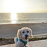 dog, white_dog, harness, beach, ocean, sunset, water, sand, sky, outdoor, pet, animal, happy, smiling, sunlight, coast, nature, landscape, fence, seaside