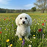 Max joined the competition — help win amazing prizes! bokeh, buttercups, cute, daisies, dog, field, fluffy, grass, lavender, looking_at_camera, meadow, outdoors, poppies, portrait, sitting, sky, small_dog, spring, white_dog, wildflowers