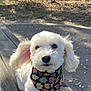 dog, white_dog, curly_fur, bandana, autumn_leaves, outdoor, bench, sunlight, pet, animal, cute, fluffy, portrait, small_dog, ears, nose, fur, nature, daylight, closeup