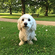 Max is registered to the contest to win money with this photo: dog, white_dog, fluffy, grass, park, trees, bench, dandelions, nature, outdoor, pet, animal, cute, canine, summer, greenery, daylight, sitting, fur, portrait
