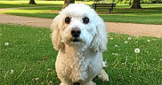 Max is registered to the contest to win money with this photo: animal, bench, canine, cute, dandelions, daylight, dog, fluffy, fur, grass, greenery, nature, outdoor, park, pet, portrait, sitting, summer, trees, white_dog
