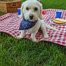 Max joined the competition — help win amazing prizes! animal, bandana, basket, blue_cup, canine, cute, daytime, dog, flag, food, grass, hot_dog, outdoor, park, patriotic, picnic, picnic_blanket, summer, tree, white_dog