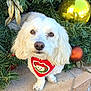 Max is registered to the contest to win money with this photo: bandana, bronze_ornament, christmas_wreath, closeup, cute, decorations, dog, festive, fluffy, gold_ornament, greenery, holiday_decor, looking_up, ornaments, outdoor, pavement, pet, portrait, red_bandana, white_dog