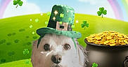 Max is registered to the contest to win money with this photo: blue_sky, celebration, clouds, clover, cute_pet, dog, fantasy, gold_coins, green_field, holiday_theme, illustration_style, leprechaun_hat, magic, portrait, pot_of_gold, rainbow, shamrock, st_patricks, whimsical, white_dog