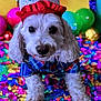 dog, birthday_hat, plaid_shirt, confetti, balloons, party, celebration, white_dog, pet, cute, colorful, indoor, festive, close_up, animal, decorations, front_view, fluffy, portrait, fun