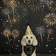 Max joined the competition — help win amazing prizes! animal, bandana, black_background, celebration, confetti, costume, cute, dog, event, festive, fireworks, gold, holiday, indoors, new_year, party_hat, pet, portrait, sitting, sparkle