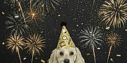 Max joined the competition — help win amazing prizes! animal, bandana, black_background, celebration, confetti, costume, cute, dog, event, festive, fireworks, gold, holiday, indoors, new_year, party_hat, pet, portrait, sitting, sparkle