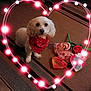 Max is registered to the contest to win money with this photo: animal, bandana, carpet, cozy, cute, decorations, dog, floor, gift_box, glowing_lights, heart, heart_shape, indoor, pet, red_bandana, rose, small_dog, striped_carpet, valentine, white_dog