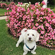 Max is registered to the contest to win money with this photo: dog, small_dog, white_dog, harness, pet, flowers, pink_flowers, garden, grass, lawn, blossom, outdoor, portrait, cute, looking_at_camera, shrub, greenery, summer, front_yard, muzzle