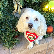 Max joined the competition — help win amazing prizes! dog, white_dog, bandana, red_bandana, christmas, christmas_wreath, ornaments, golden_ornament, bronze_ornament, greenery, pine_needle, pet, cute, festive, holiday, brick, outdoor, animal, fur, portrait