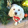 dog, white_dog, bandana, red_bandana, christmas, christmas_wreath, ornaments, golden_ornament, bronze_ornament, greenery, pine_needle, pet, cute, festive, holiday, brick, outdoor, animal, fur, portrait