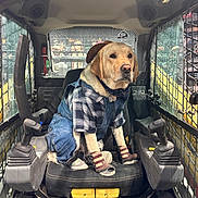Georgie joined the competition — help win amazing prizes! dog, labrador_retriever, pet, overalls, plaid_shirt, bandana, hat, sandals, paw, seat, cockpit, joystick, skid_steer, vehicle_interior, cage_grill, window, crowd, construction, cute, costume