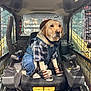 dog, labrador_retriever, pet, overalls, plaid_shirt, bandana, hat, sandals, paw, seat, cockpit, joystick, skid_steer, vehicle_interior, cage_grill, window, crowd, construction, cute, costume