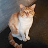 cat, orange_cat, white_cat, pet, animal, feline, indoor, sitting, floor, carpet, tile, fur, whiskers, ears, tail, cute, domestic_animal, mammal, looking_up, soft_light
