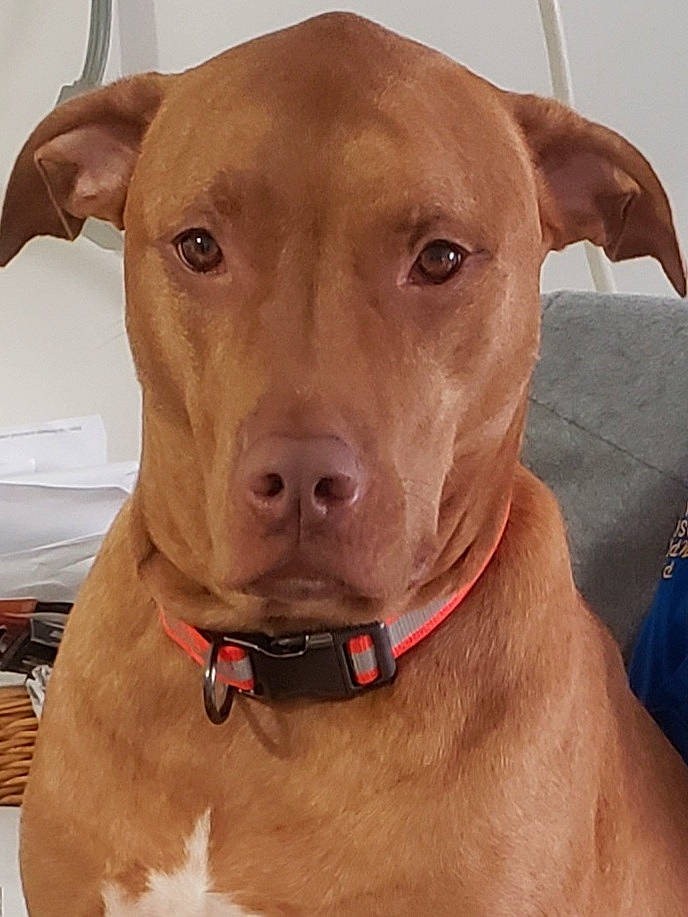 Cooper is registered to the contest to win money with this photo: canidae, carnivore, collar, companion_dog, dog, dog_breed, dog_collar, dog_supply, ear, fashion_accessory, fawn, hunting_dog, liver, non_sporting_group, pet_supply, snout, sporting_group, whiskers, working_animal, working_dog