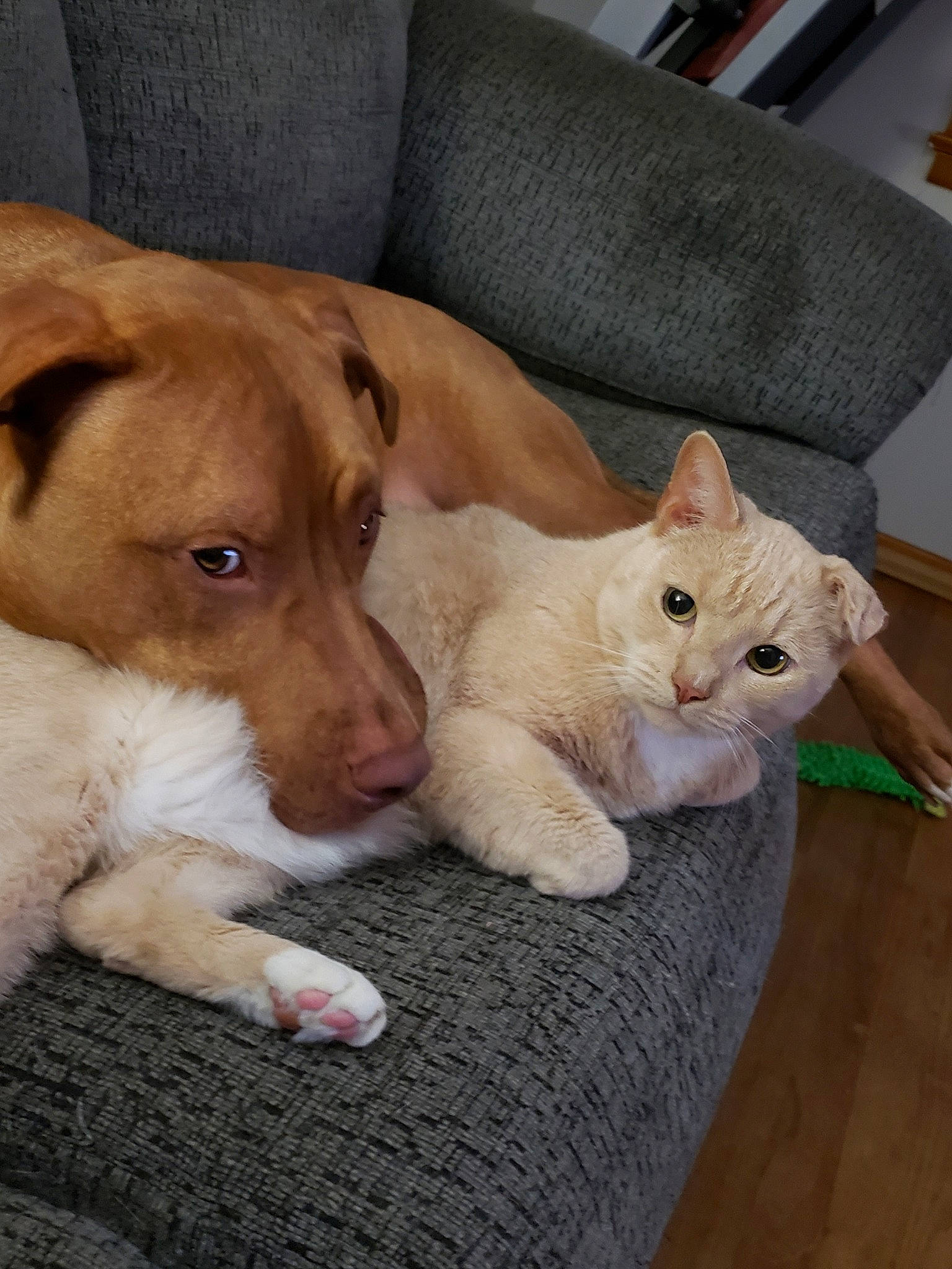 Cooper is registered to the contest to win money with this photo: canidae, carnivore, cat, companion_dog, dog, dog_breed, fawn, felidae, kitten, mammal, paw, puppy, small_to_medium_sized_cats, sporting_group, vertebrate, whiskers