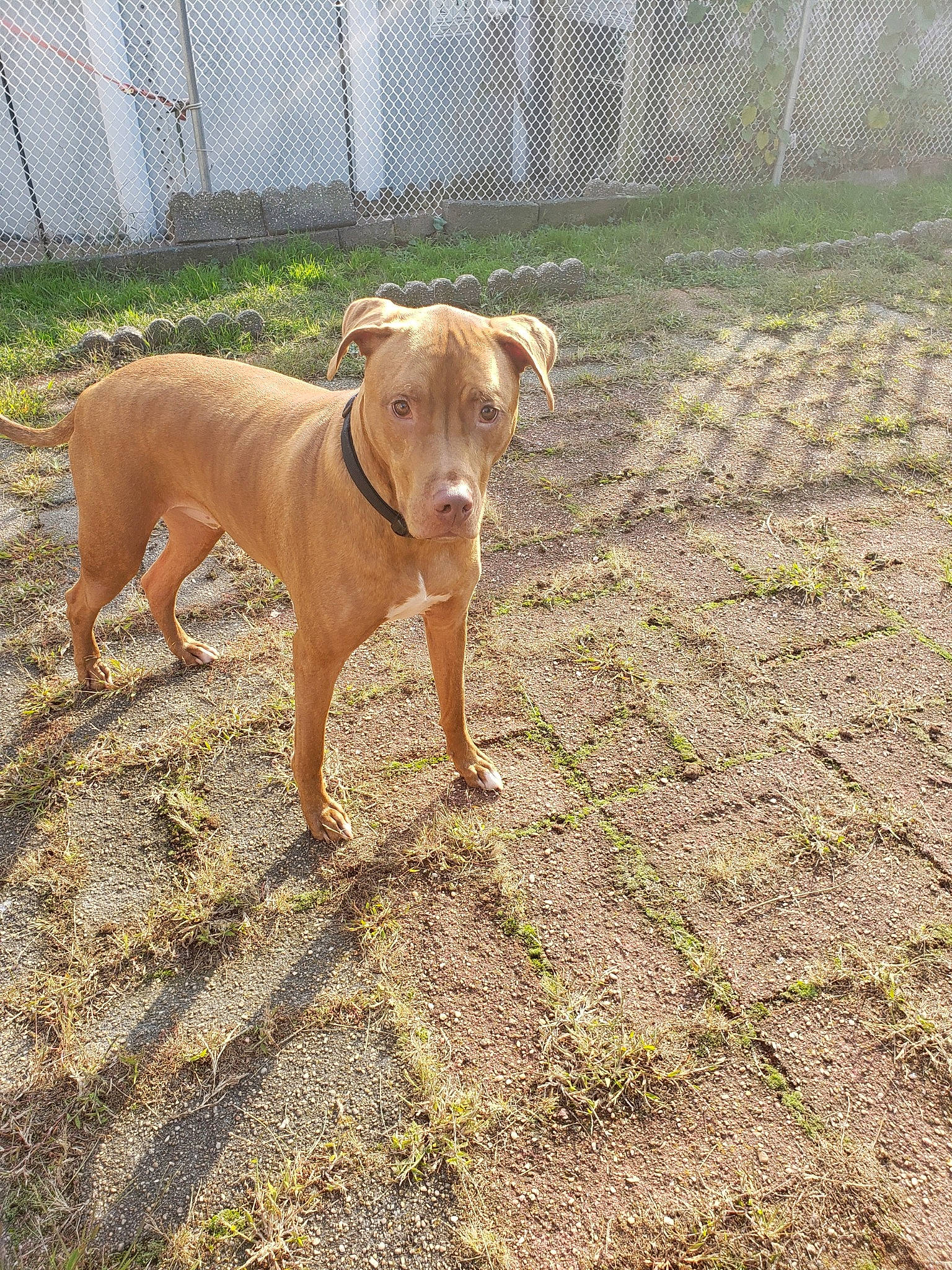 Cooper joined the competition — help win amazing prizes! american_pit_bull_terrier, canidae, carnivore, dog, dog_breed, fawn, hunting_dog, mammal, mountain_cur, sporting_group, vertebrate, vizsla