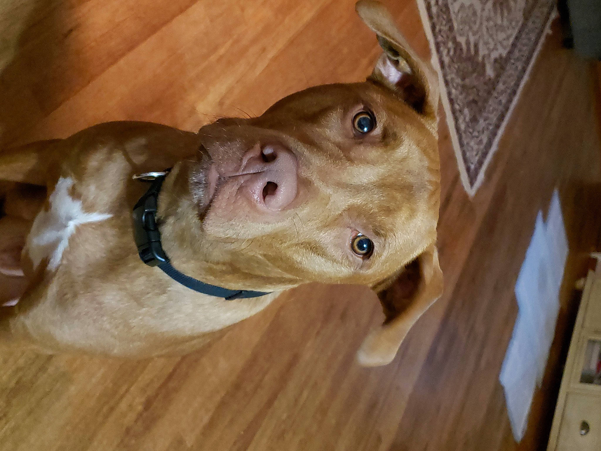 Cooper is registered to the contest to win money with this photo: american_pit_bull_terrier, american_staffordshire_terrier, bandog, canidae, carnivore, dog, dog_breed, fawn, floor, flooring, mammal, non_sporting_group, pit_bull, snout, sporting_group, vizsla, weimaraner
