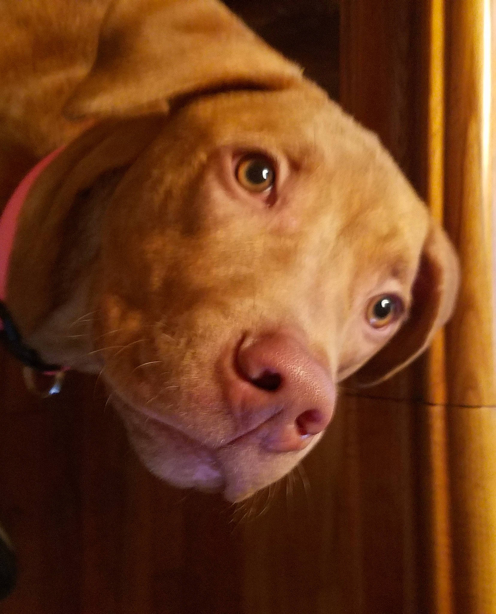 Cooper is registered to the contest to win money with this photo: canidae, carnivore, dog, dog_breed, ear, eye, fawn, head, hunting_dog, jaw, liver, mouth, nose, pit_bull, pointing_breed, puppy, snout, sporting_group, vizsla, weimaraner