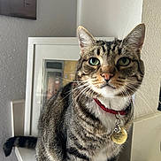 Boshi is registered to the contest to win money with this photo: artwork, cat, closeup, collar, cord, curious, device, feline, fur, green_eyes, household, indoor, pet, shelf, sitting, striped, tabby, tag, wall, whiskers