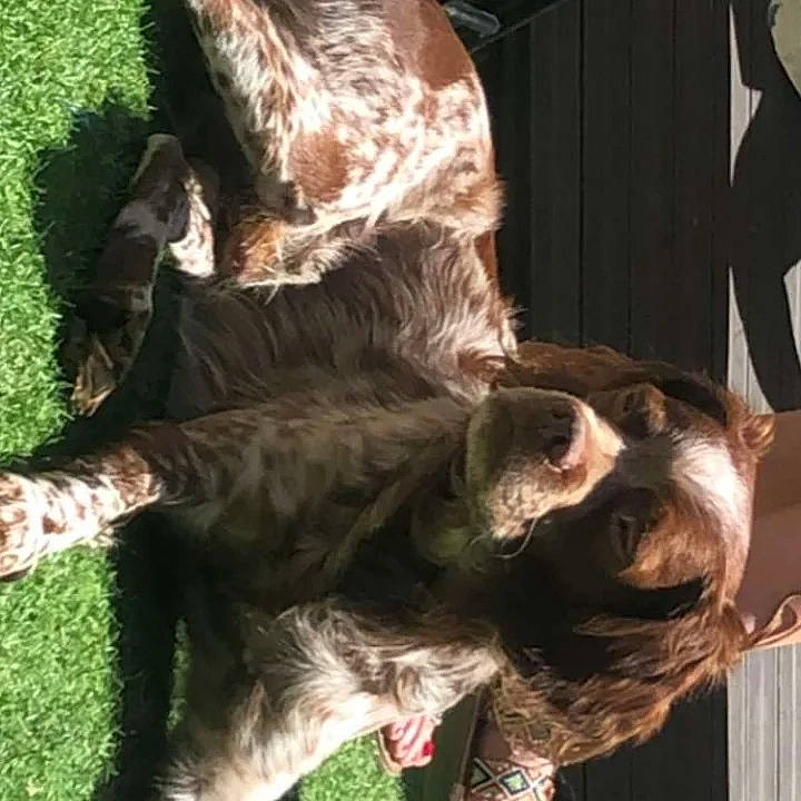 Igor a rejoint le concours — aidez-le/la à gagner de superbes lots ! canidae, carnivore, companion_dog, dog, dog_breed, fawn, felidae, fur, grass, liver, mammal, small_to_medium_sized_cats, snout, spaniel, sporting_group, tail, terrestrial_animal, tree, whiskers, window