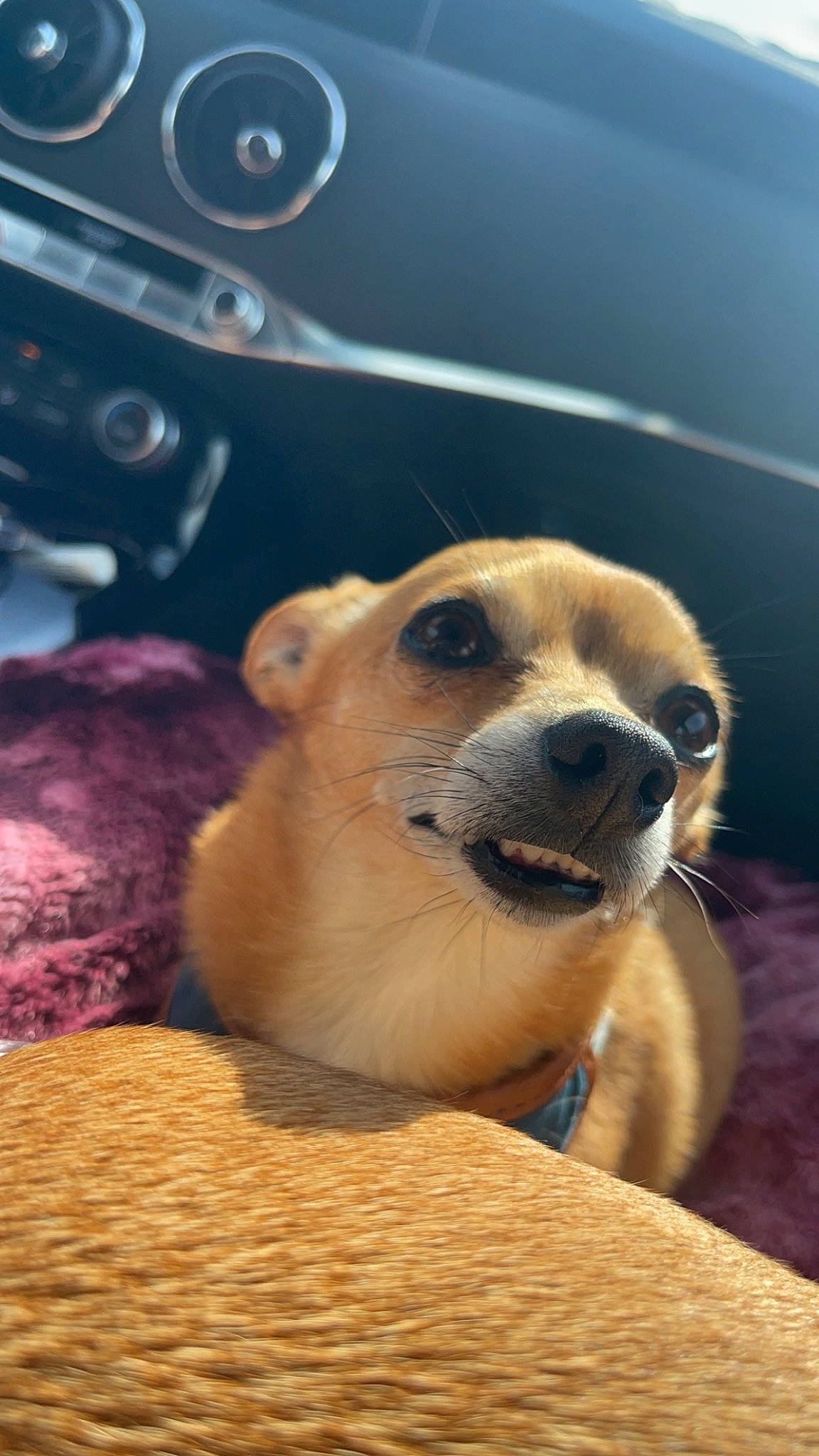 Deggie joined the competition — help win amazing prizes! canidae, carnivore, comfort, companion_dog, corgi_chihuahua, dog, dog_breed, fawn, fur, non_sporting_group, paw, snout, steering_wheel, street_dog, terrestrial_animal, toy_dog, vehicle_door, whiskers, wildlife