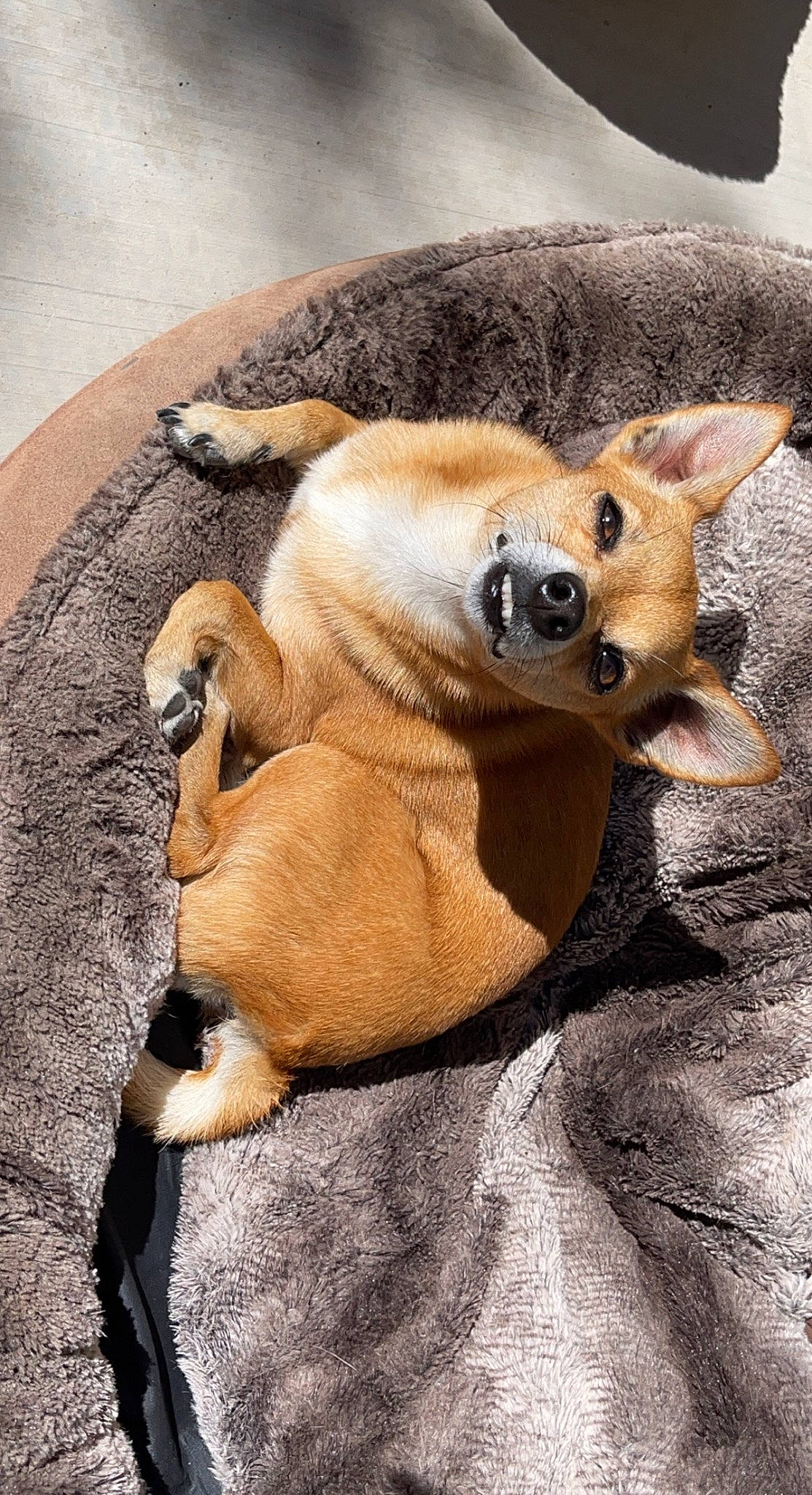 Deggie joined the competition — help win amazing prizes! canidae, carnivore, claw, comfort, companion_dog, dog, dog_breed, fawn, fur, natural_material, paw, snout, sporting_group, tail, terrestrial_animal, whiskers, wildlife, working_animal