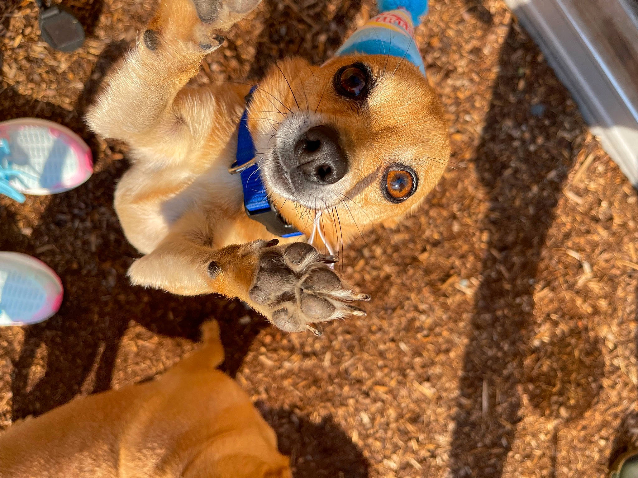 Deggie joined the competition — help win amazing prizes! canidae, carnivore, companion_dog, dog, dog_breed, dog_clothes, fawn, fur, plant, snout, soil, sporting_group, sunglasses, terrestrial_animal, toy_dog, tree, whiskers, wildlife, wood, working_animal