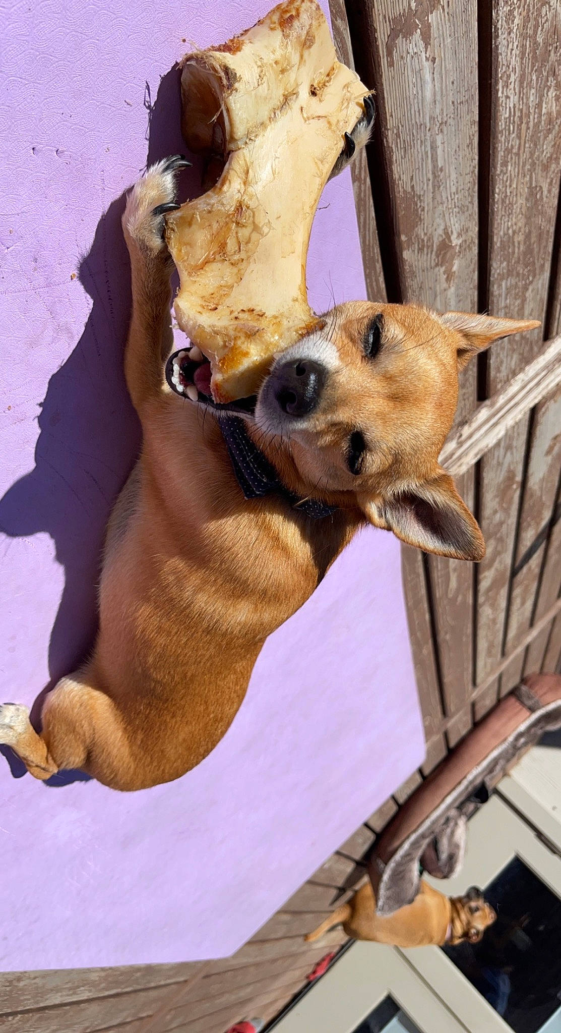 Deggie is registered to the contest to win money with this photo: carnivore, clock, collar, companion_dog, dog, dog_breed, dog_clothes, dog_collar, dog_supply, fawn, fence, fur, paw, pet_supply, snout, street_dog, trunk, whiskers, wood, working_animal