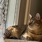 Roméo a rejoint le concours — aidez-le/la à gagner de superbes lots ! cat, tabby, windowsill, sunlight, curtain, indoor, pet, feline, striped, relaxed, animal, green_eyes, whiskers, portrait, domestic_cat, window, resting, closeup, cute, calm