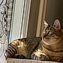 cat, tabby, windowsill, sunlight, curtain, indoor, pet, feline, striped, relaxed, animal, green_eyes, whiskers, portrait, domestic_cat, window, resting, closeup, cute, calm