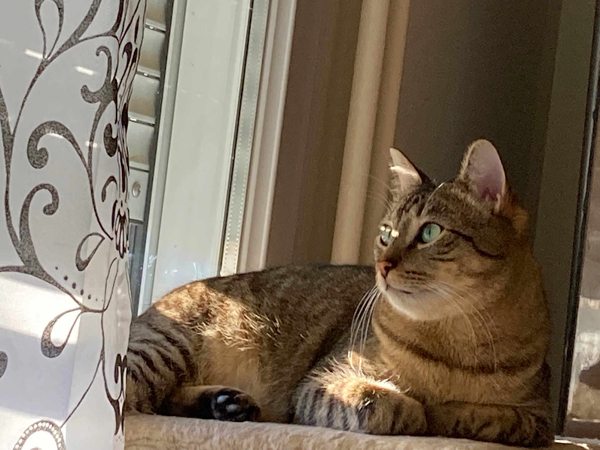 Roméo a rejoint le concours — aidez-le/la à gagner de superbes lots ! cat, tabby, windowsill, sunlight, curtain, indoor, pet, feline, striped, relaxed, animal, green_eyes, whiskers, portrait, domestic_cat, window, resting, closeup, cute, calm