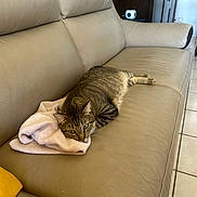 Roméo a rejoint le concours — aidez-le/la à gagner de superbes lots ! animal, cat, cushion, ears, eyes, feline, floor, fur, home, indoor, leather, pet, relaxed, resting, sofa, tabby, tile, towel, whiskers, yellow_pillow