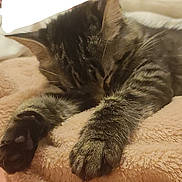 Yüna a rejoint le concours — aidez-le/la à gagner de superbes lots ! animal, blanket, cat, closeup, cozy, cute, domestic, feline, fur, indoor, napping, paws, pet, relaxed, resting, sleeping, soft, tabby, warm, whiskers